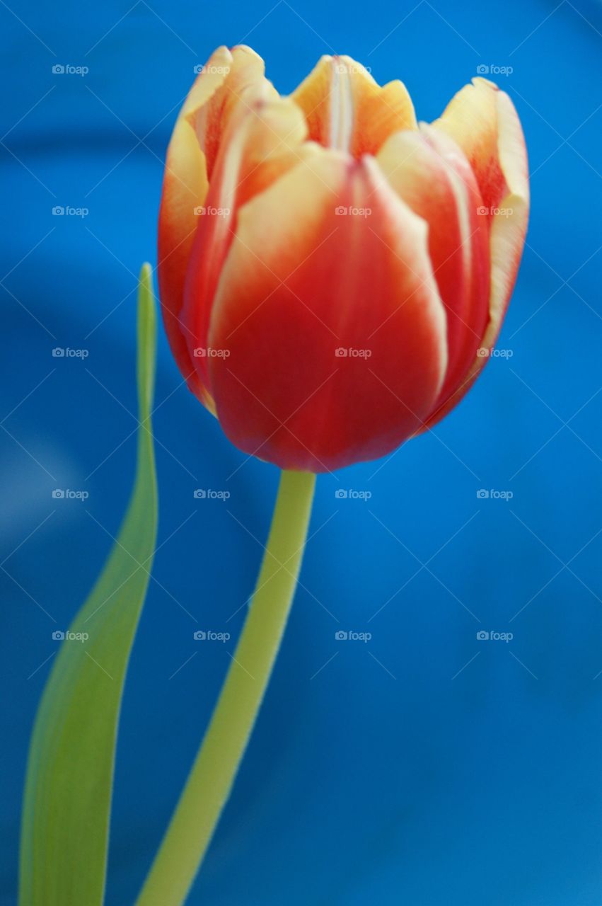 Тюльпан красивый цветок
