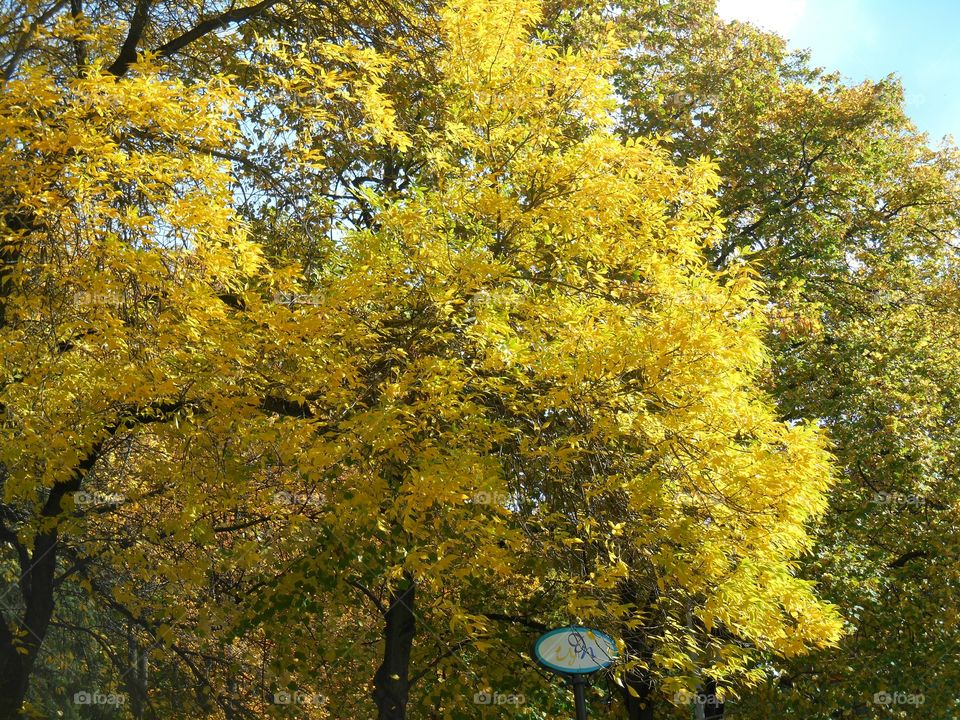 autumn trees