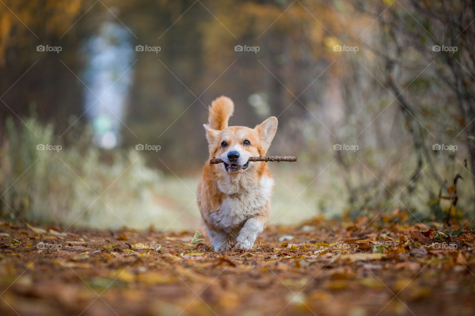 Welsh corgi pembroke in autumn park. 