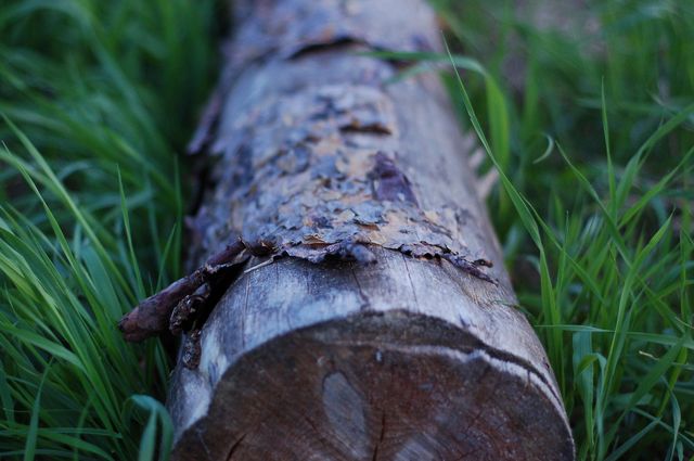tree