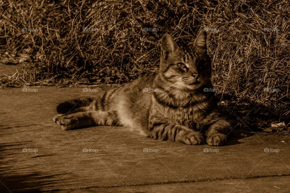 sunbathing kitty