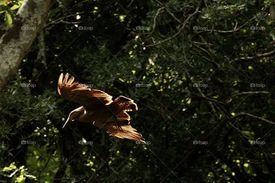 A hamerkop flying away at golden hour 