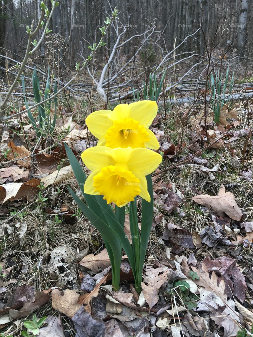 Odessa Rd Daffodils 

