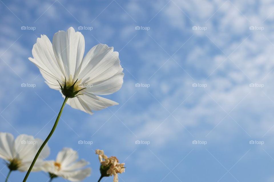 Cosmos Flower