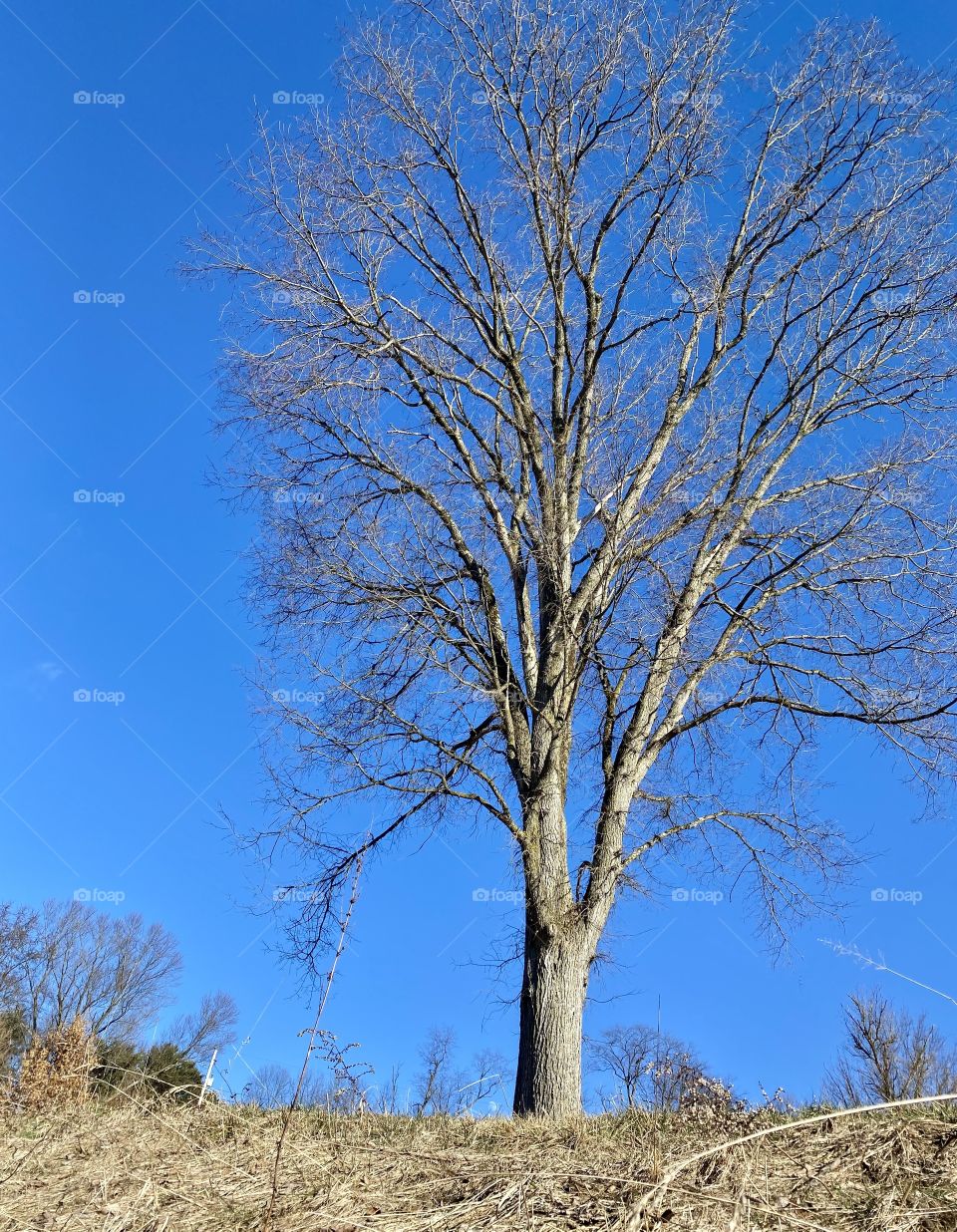 No leaves, just branches and blue sky