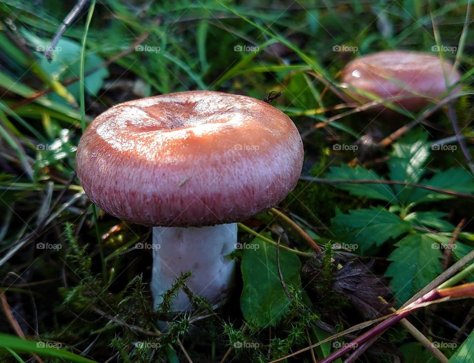 Russula mushrooms in the forest 🍄🌱🍄