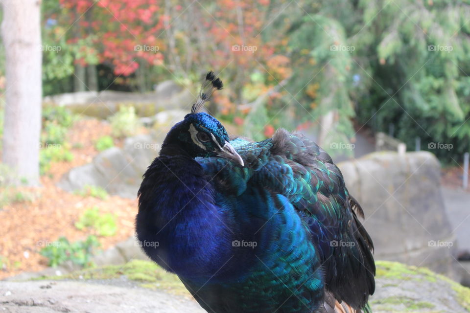 your average peacock