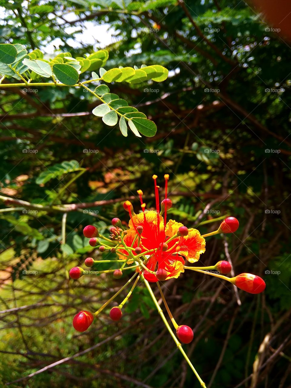 Red Yellowish flower