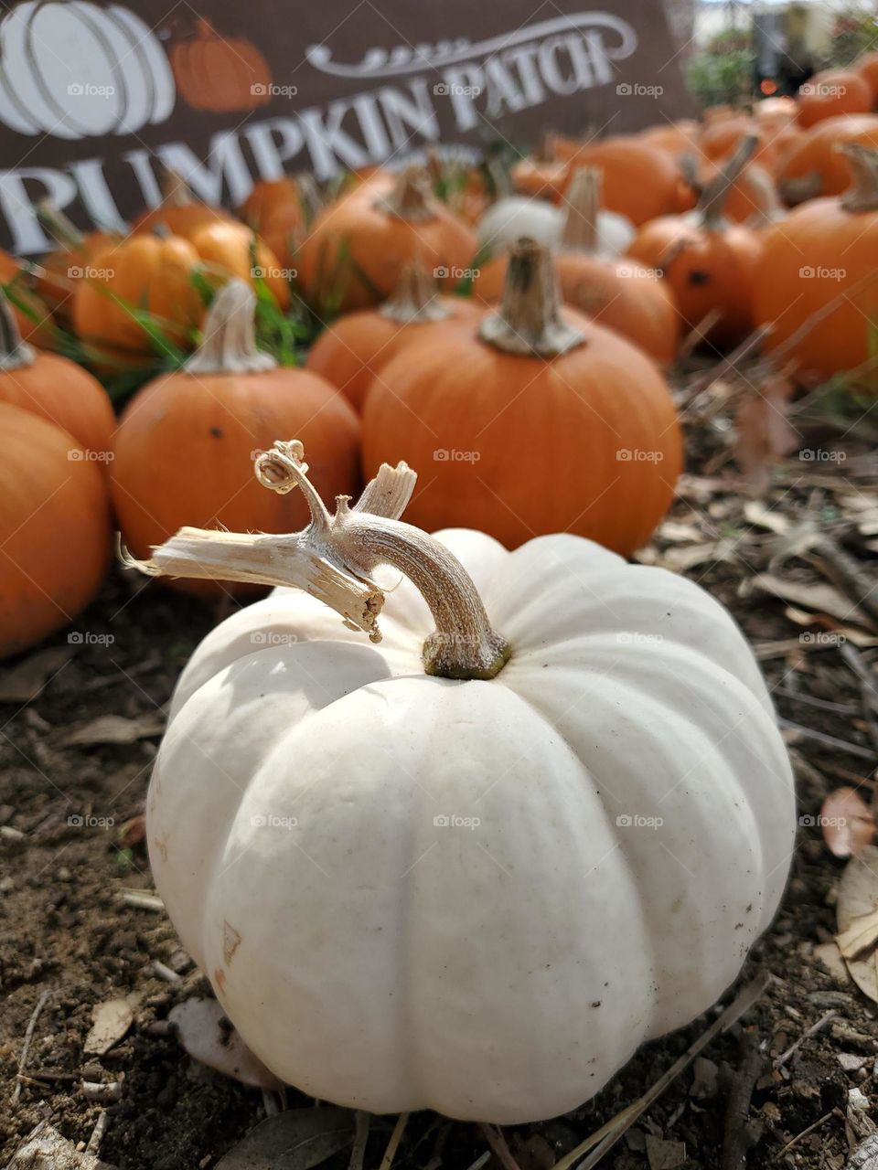 A white ornamental pumpkin in a sea of orange pumpkins.