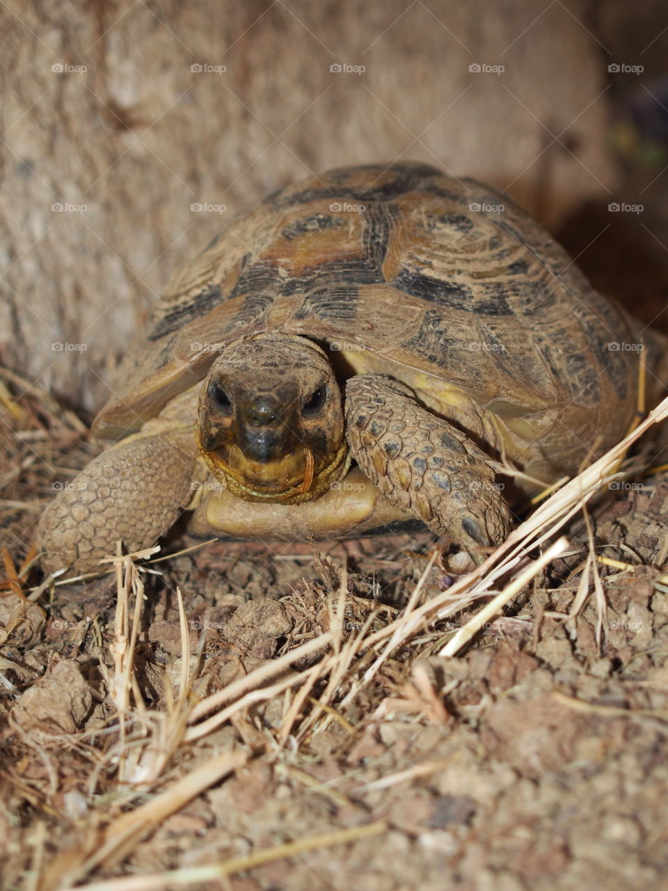 Turtle crawling on dirt