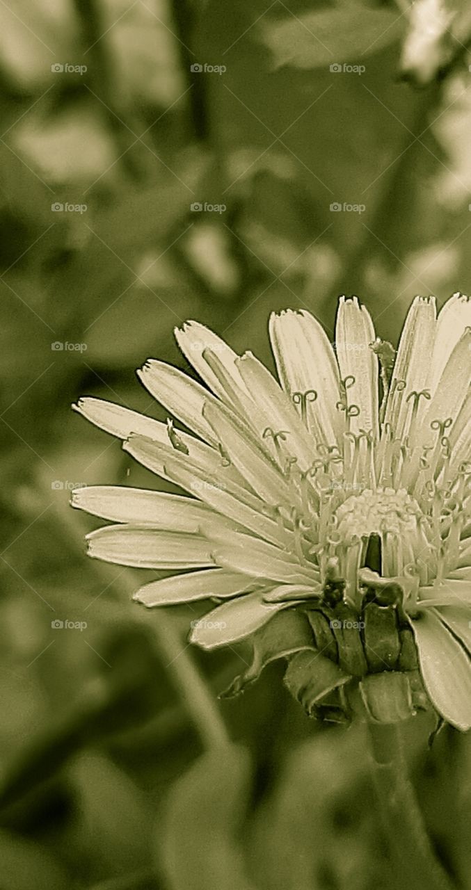 wildflower against background of green tones