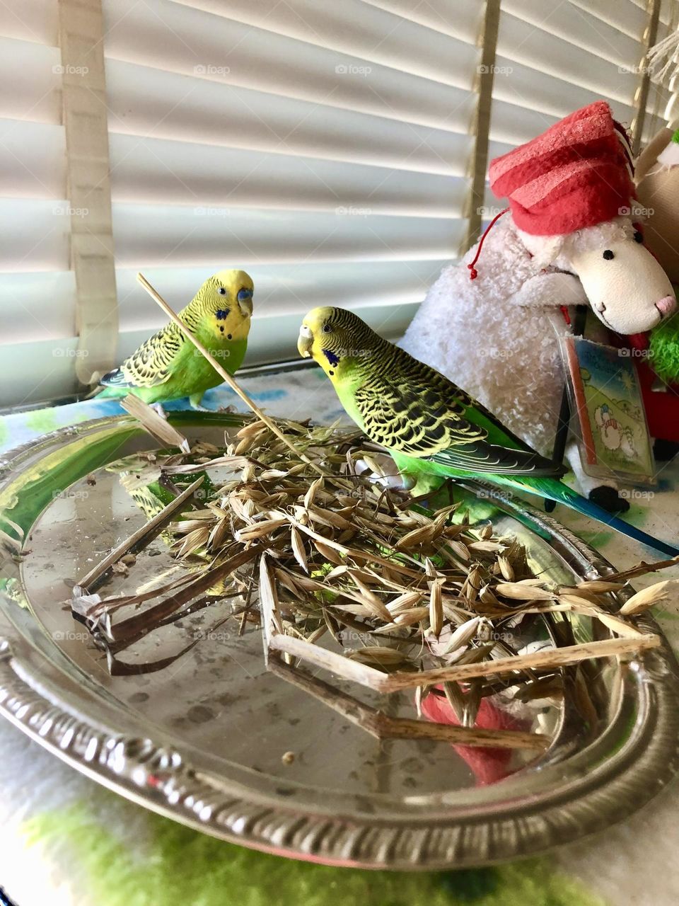 Playful parrots- cute   birds love Oats seeds 