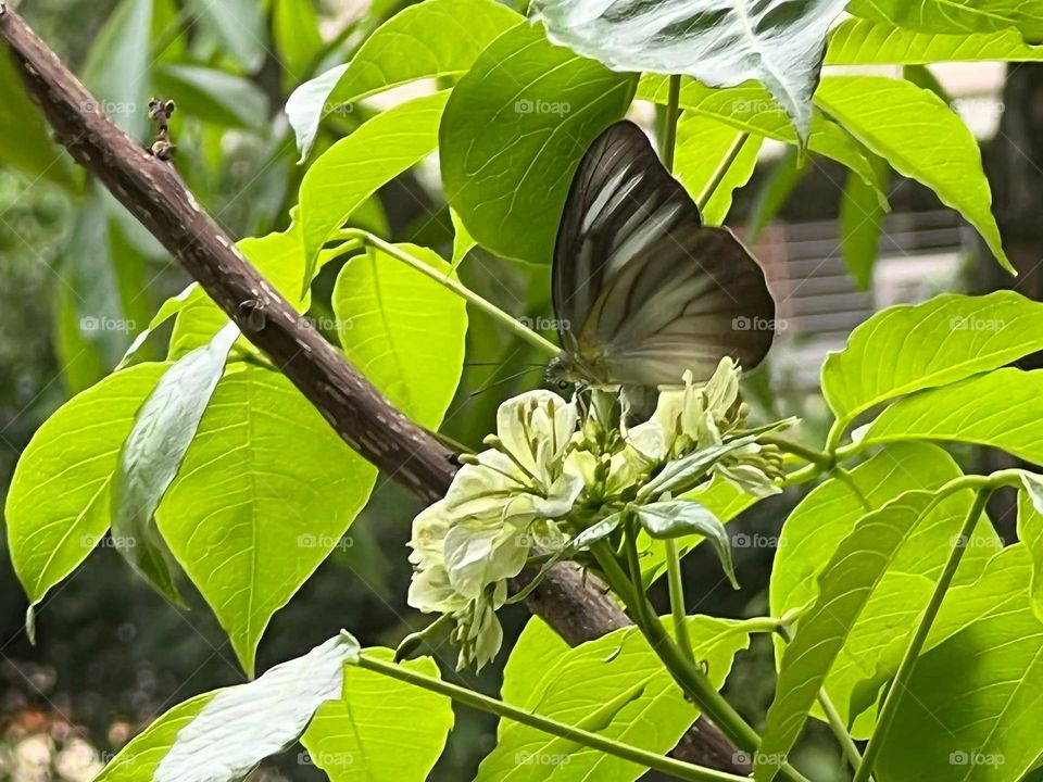 Beautiful and cute butterfly