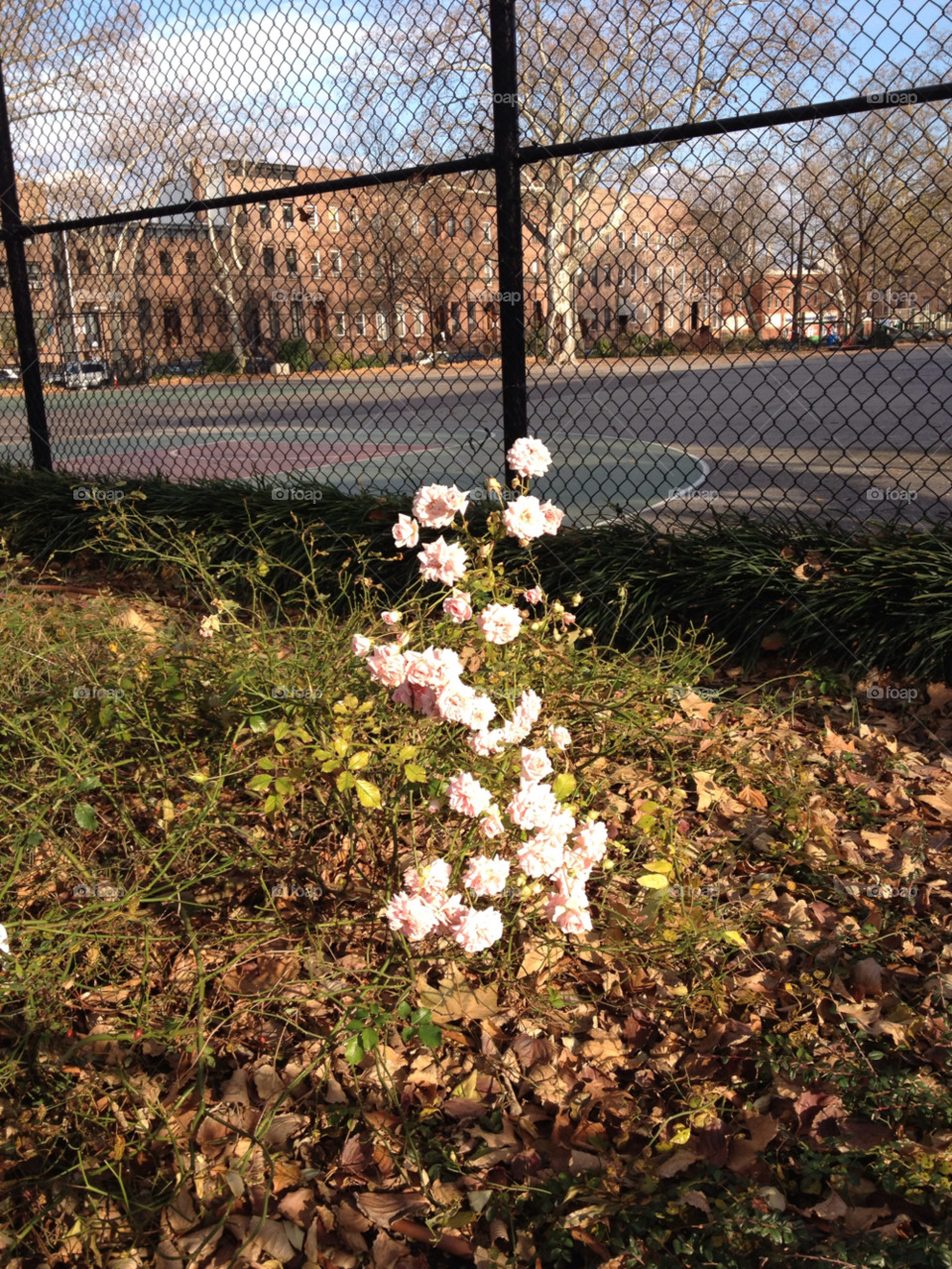 field shadow plant green grass by michaella