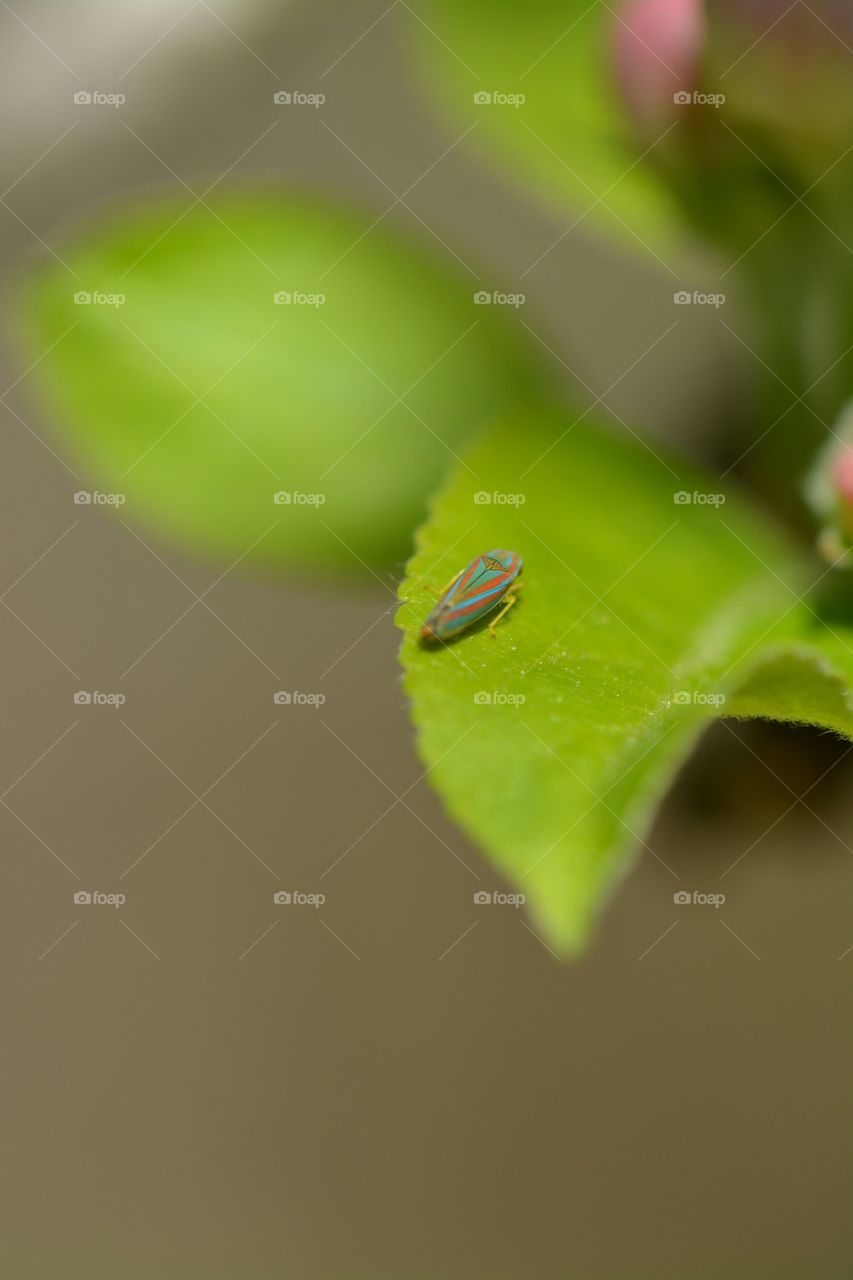 tiny colorful bug