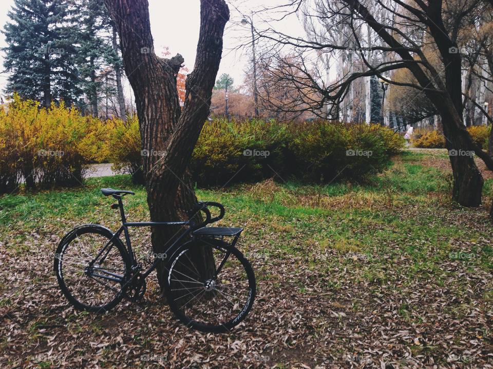 Grayish-black brakeless fixie bicycle standing near the tree in autumn park in Moscow