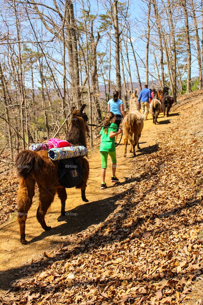 Llama Trek