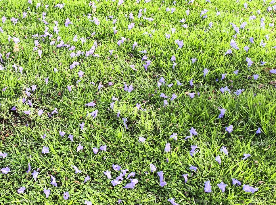 Jacaranda petals in the green grass texture