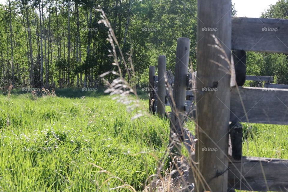 Older corral fencing in the county showing off some taller grass 