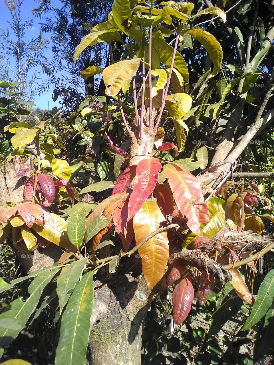 mango tree suffers torment