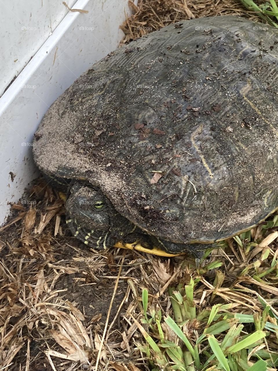 Beautiful big turtle 🐢