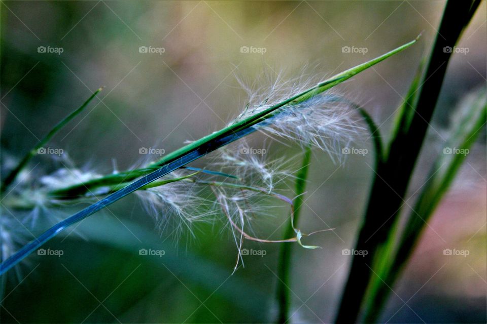 grass seeds released.