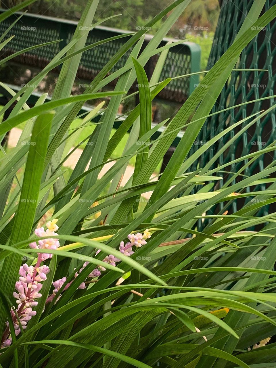 Creeping liriope or Liriope spicata Lour in the family of Asparagaceae also known as Creeping Lilyturf, Lilyturf and Monkey Grass at the park in Central eastern Florida with a green metal trash can and green metal bench.