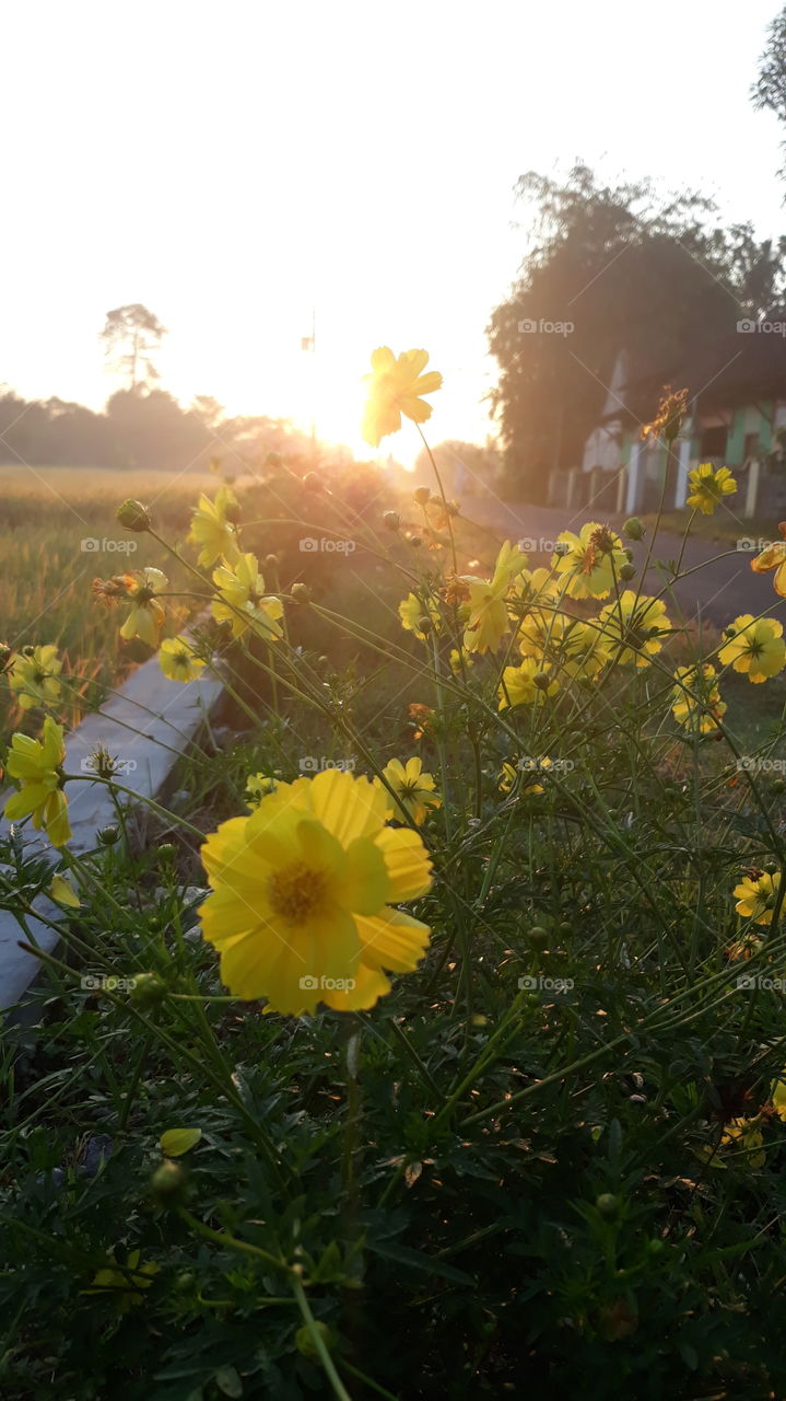 bunga terkena sinar matahari