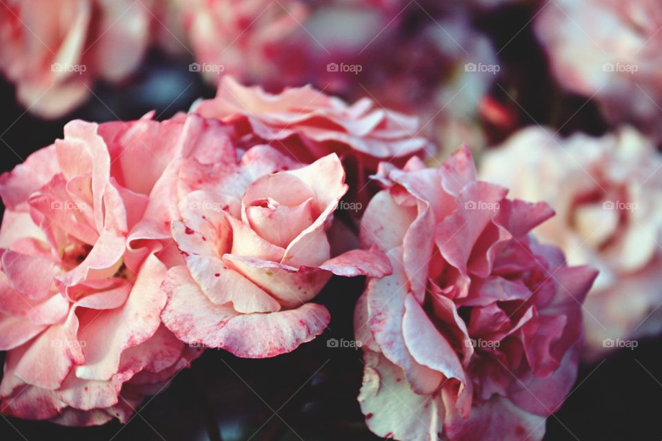 Pink roses