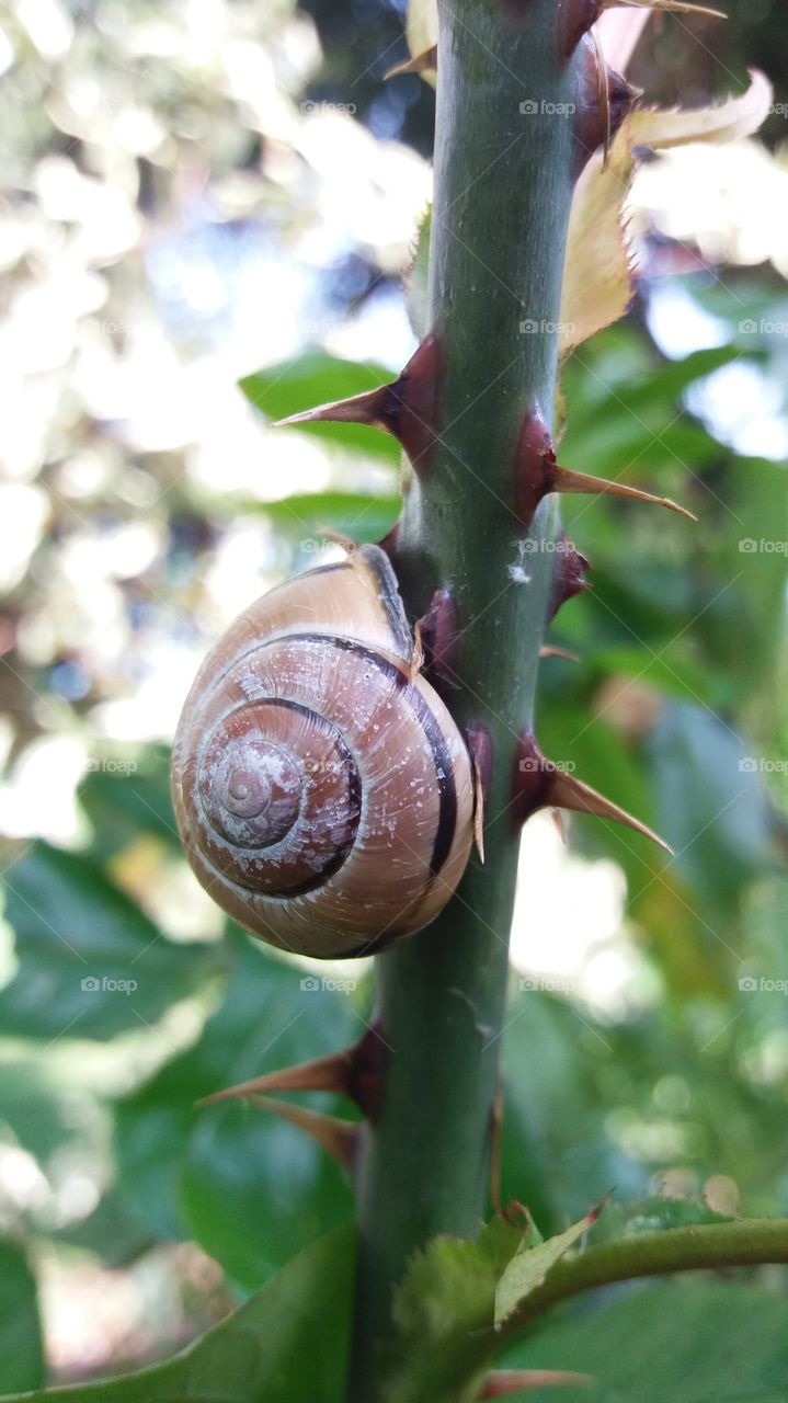 snail and thorns