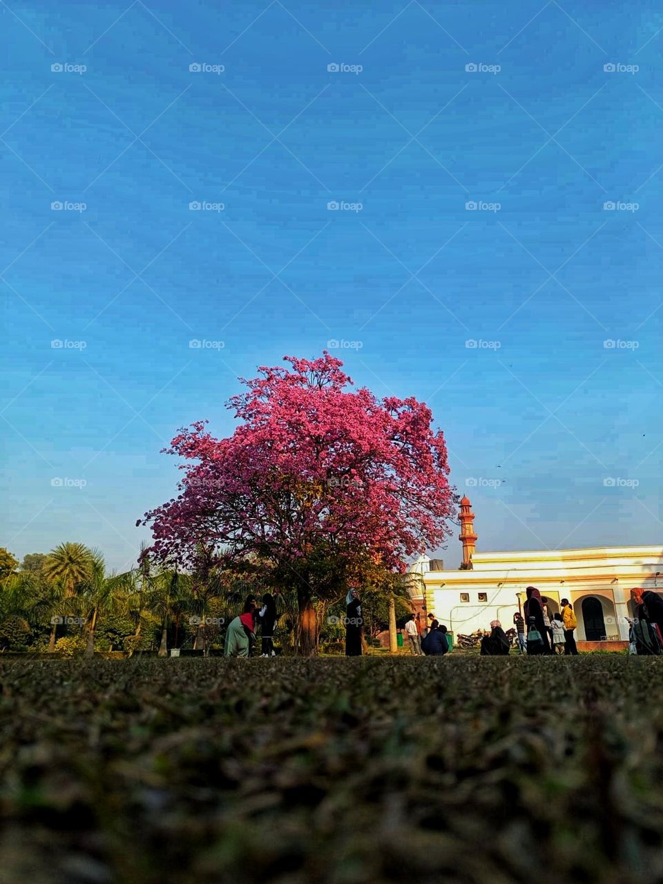 Wow, that pink tree is so pretty! It looks like a scene straight out of a fairytale with people enjoying the beautiful surroundings. 🌸🌳