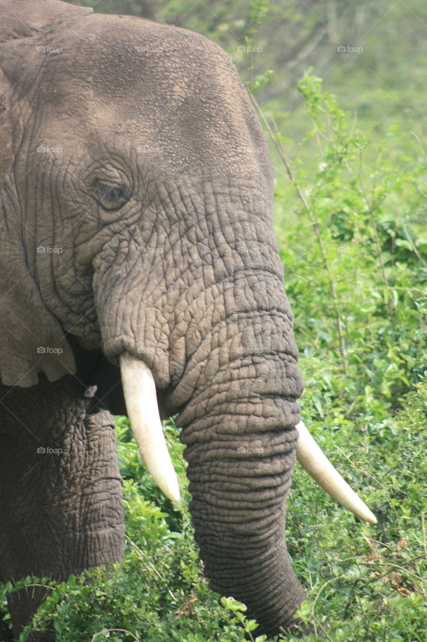 Elephant, Uganda, Africa