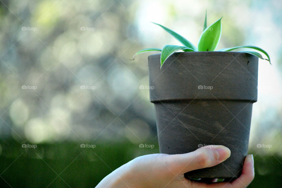 house plant in pot in bokeh blurred background
