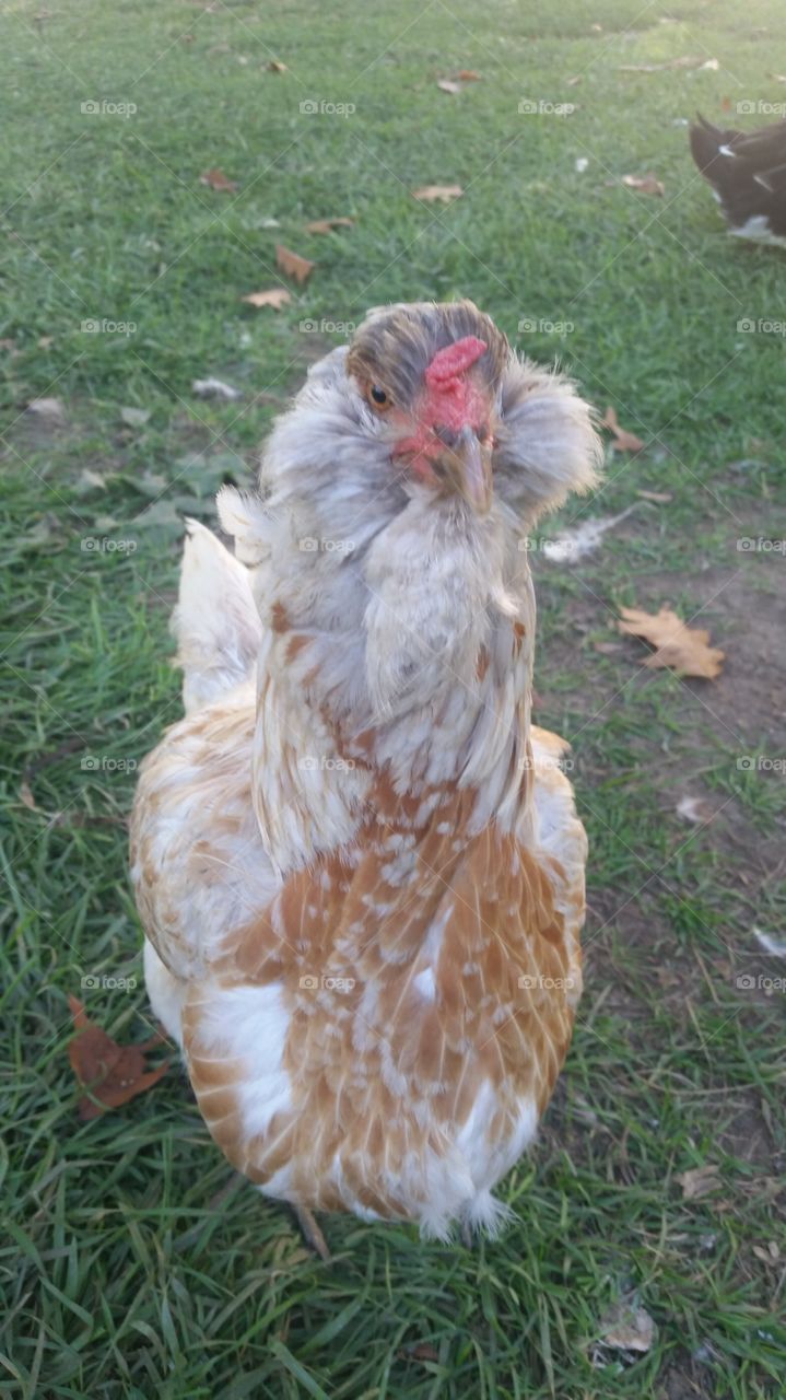 Hawkeye, the world's best pet chicken.