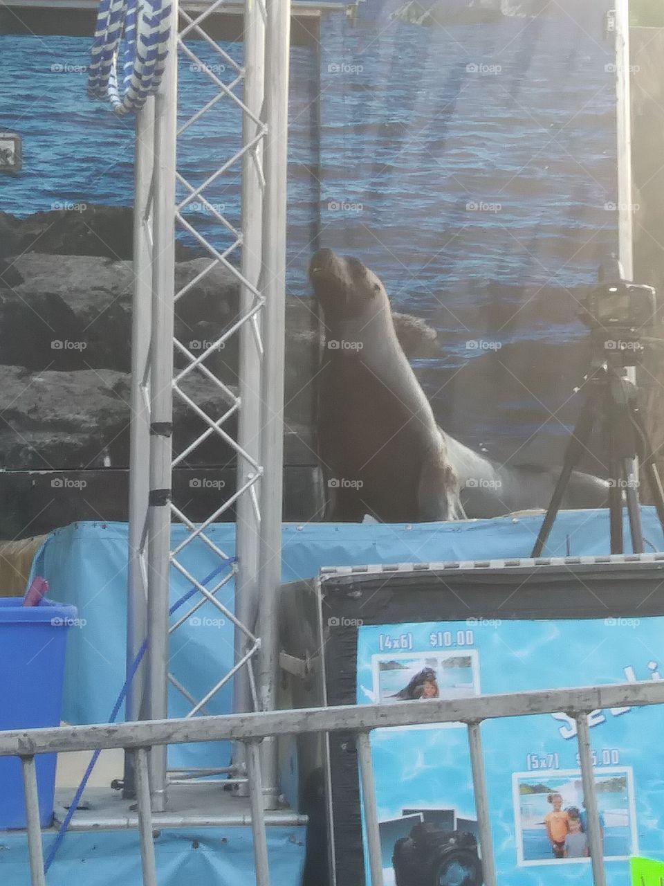 seal.waiting to be let in