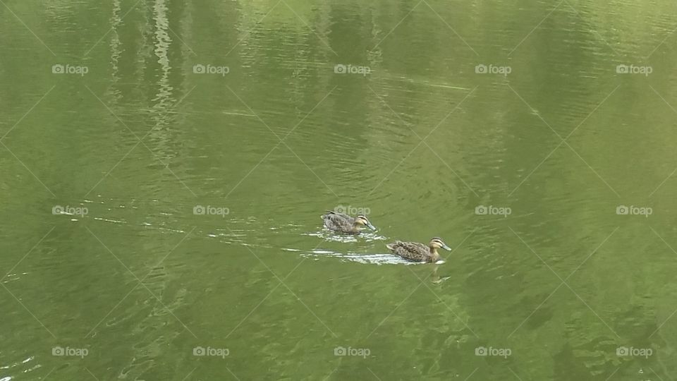 Wood Ducks Riverside