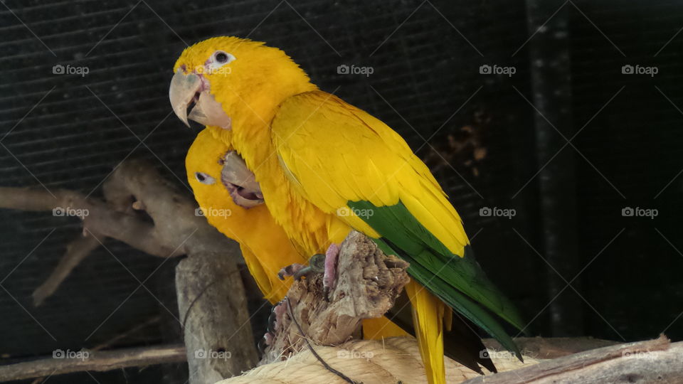 yellow birds