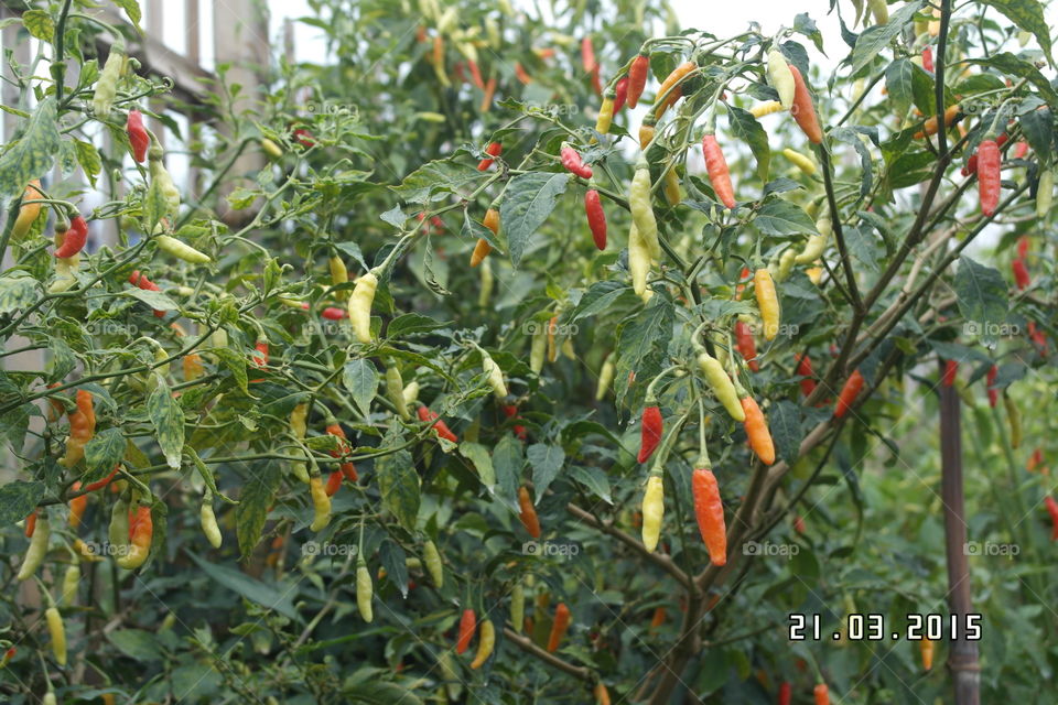 Chilli Tree