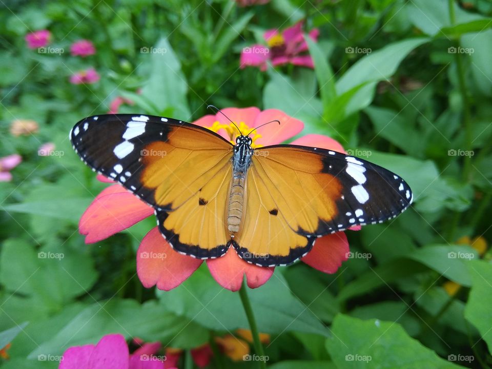 my Butterfly
