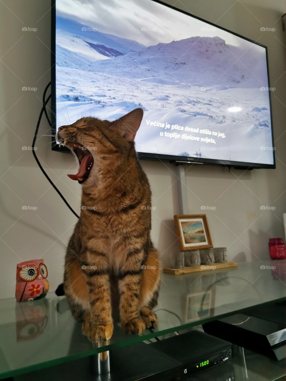 Very interesting moment with my cat