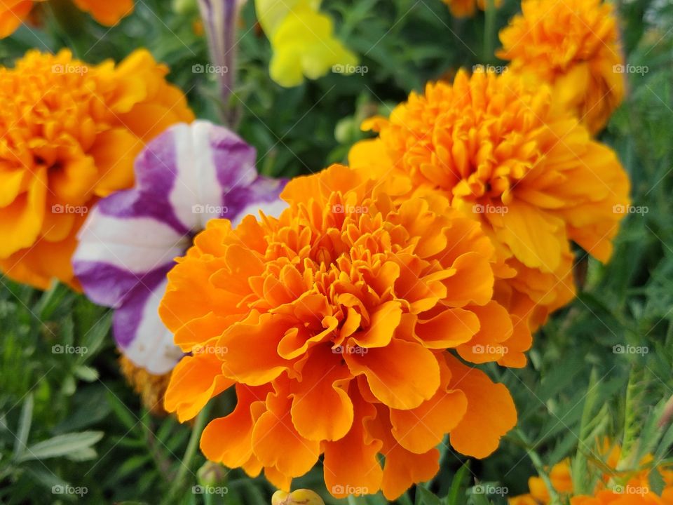 Bright orange flower barhatets in the flowerbed.