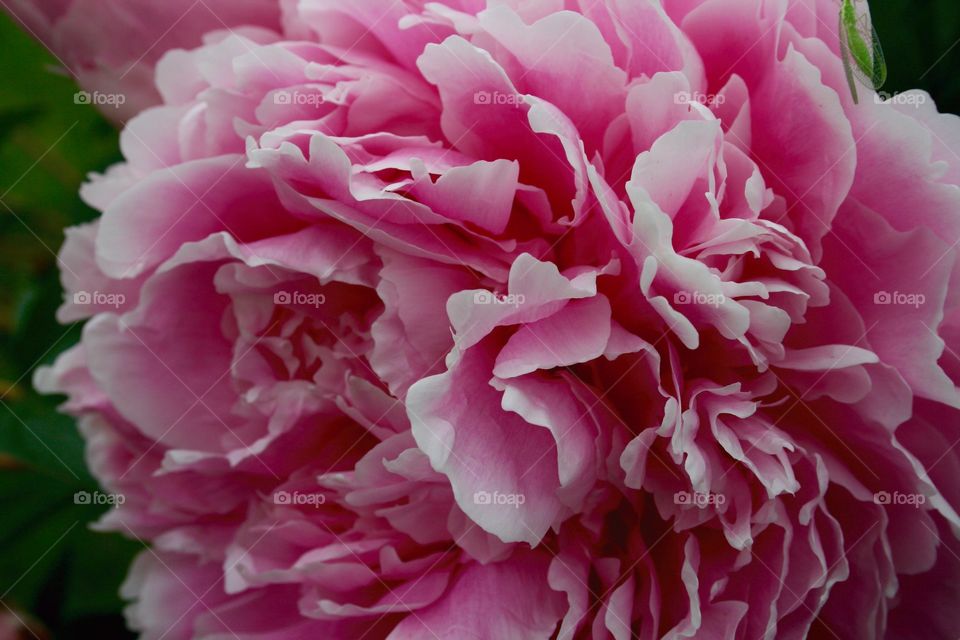 Pink Peonies 