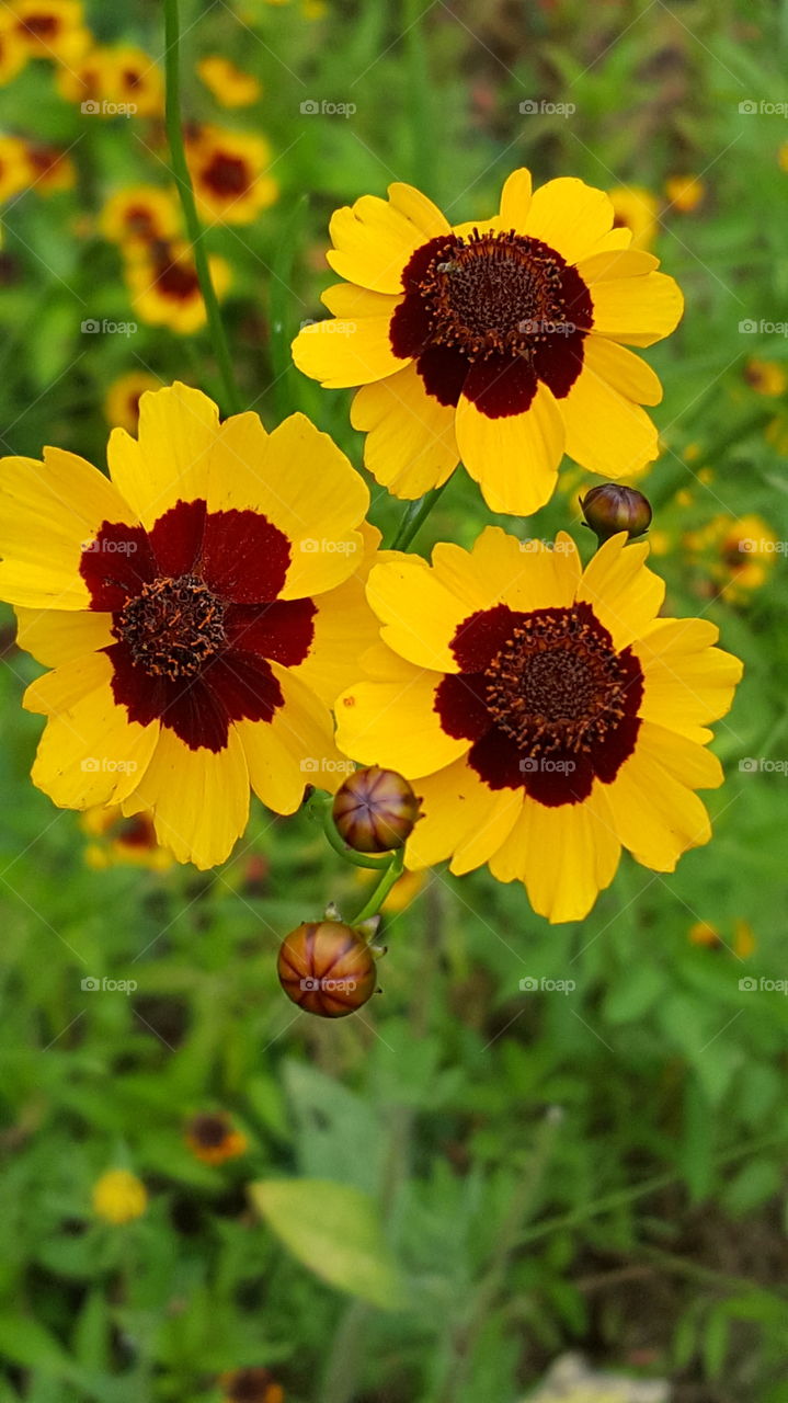 three yellow flowers