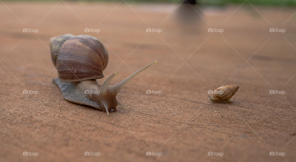 Snail, father and son 