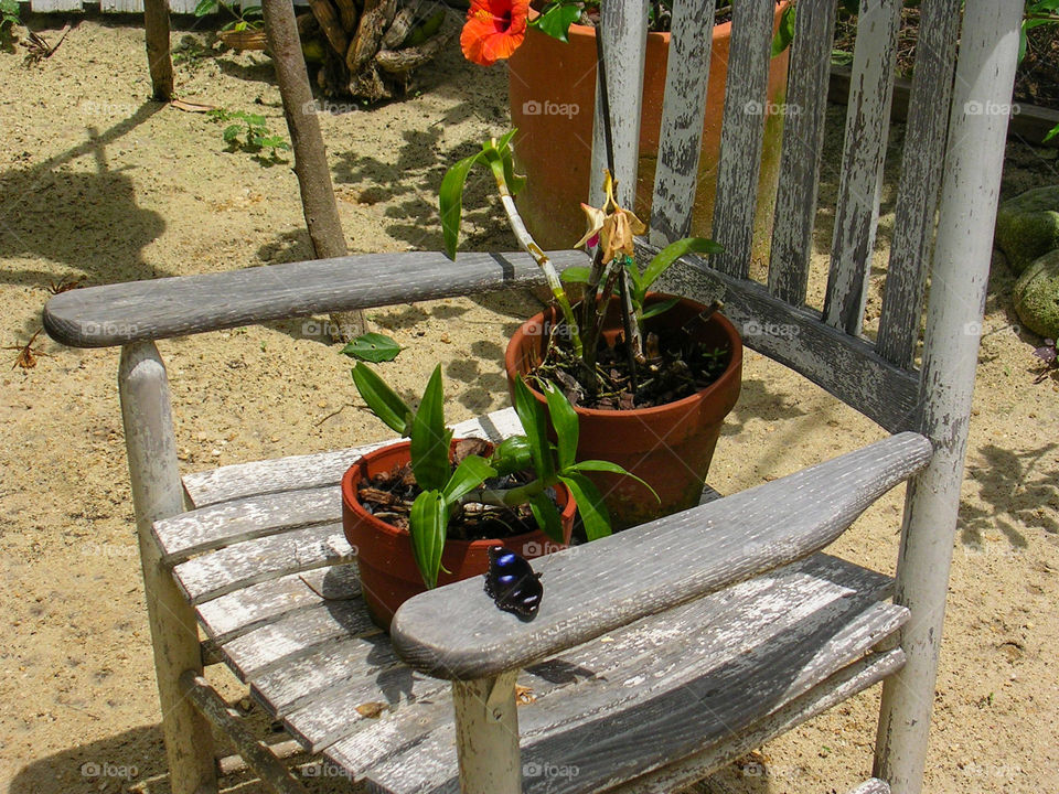 Welcome to my Garden