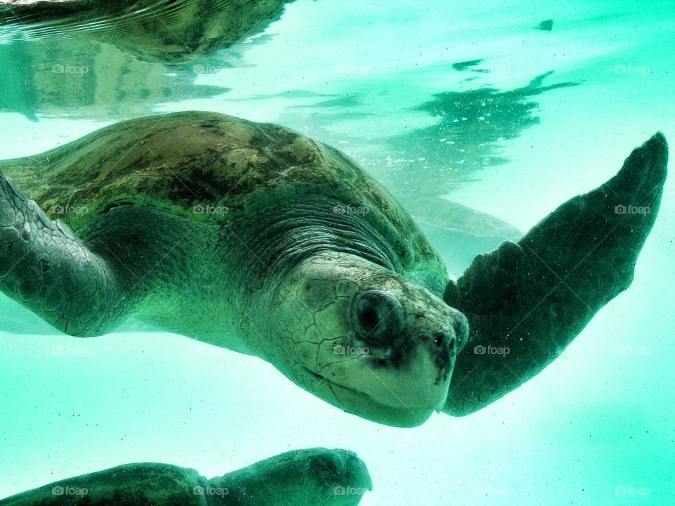 turtle under water