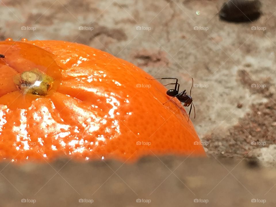 Worker ant climbing down side of whole orange