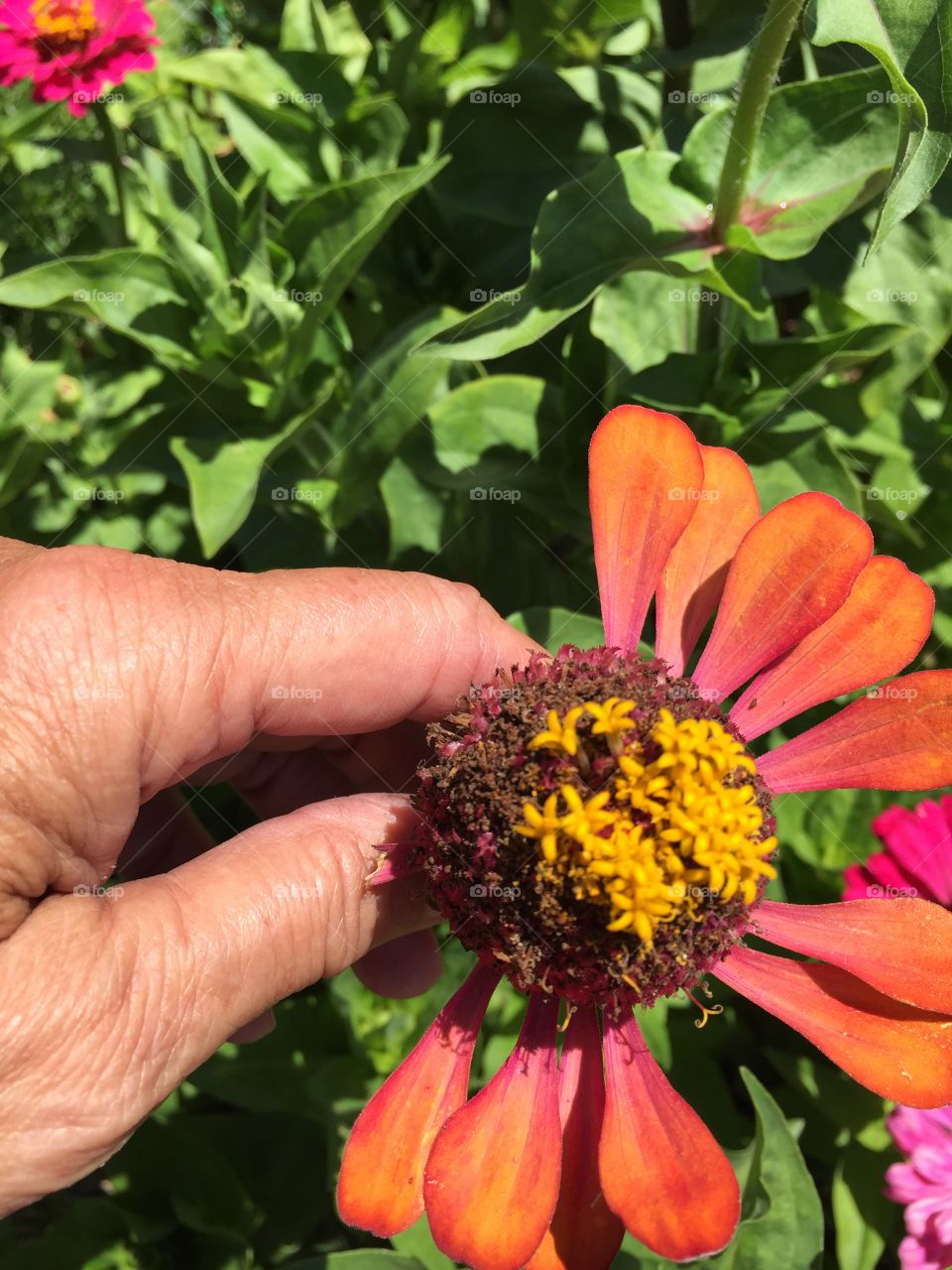 Removing dead head zinnia bloom