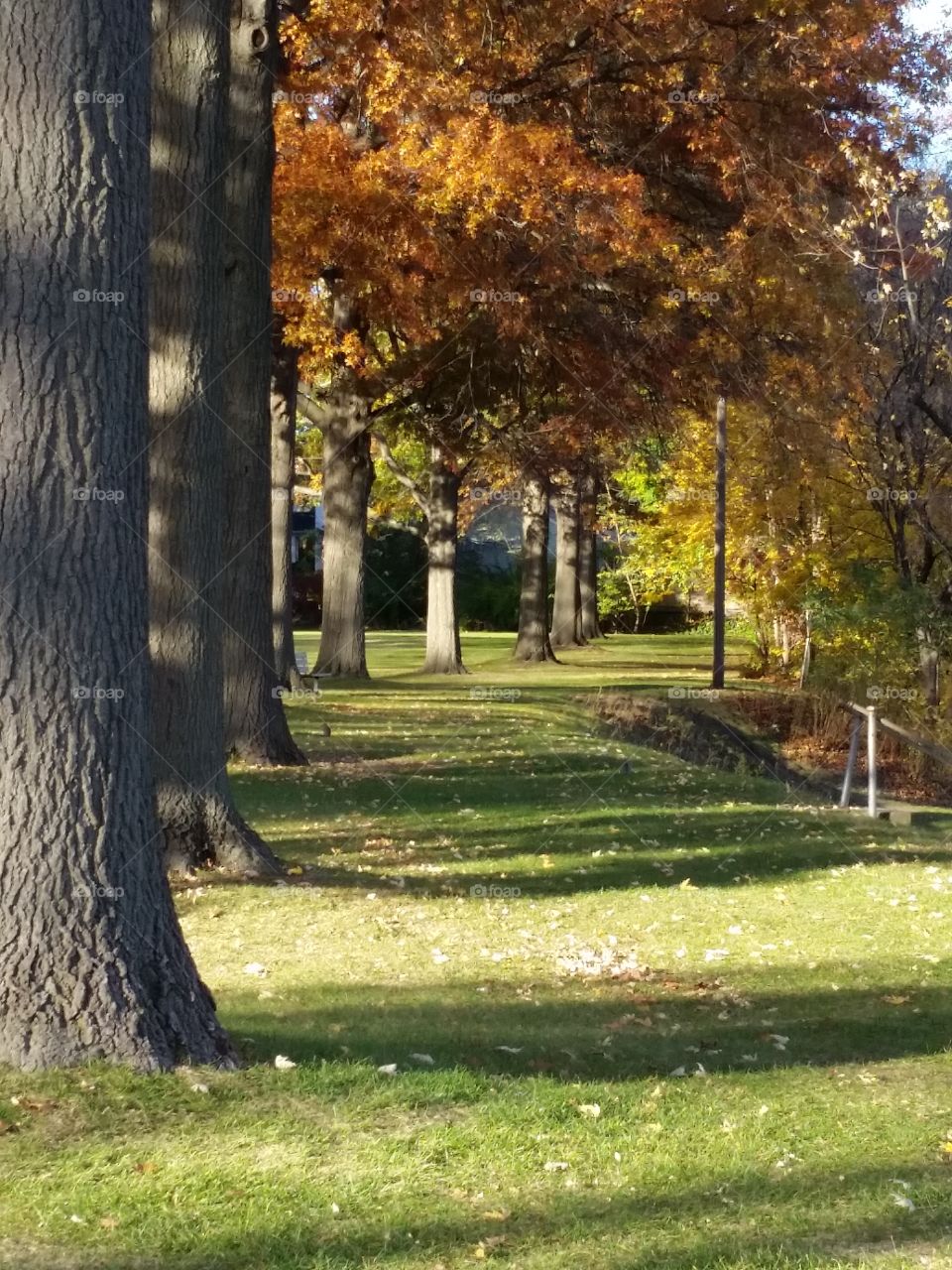 Tree, Fall, Park, Leaf, Wood