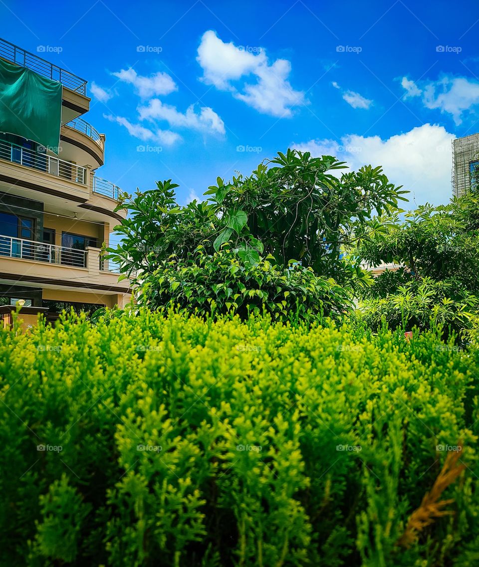 beautiful grass in the field